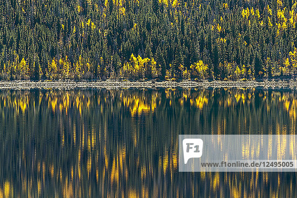 Wald spiegelt sich im See im Herbst