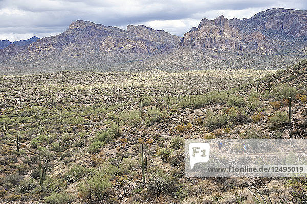 Ein Mann und eine Frau wandern durch die zerklüftete Sonoran-Wüste auf dem Dutchmans Trail in der Superstition Wilderness Area  Tonto National Forest in der Nähe von Phoenix  Arizona  November 2011. Der Weg verbindet sich mit dem beliebten Peralta Trail zu einer spektakulären Tour durch Kakteen  Canyons und Felsspitzen.