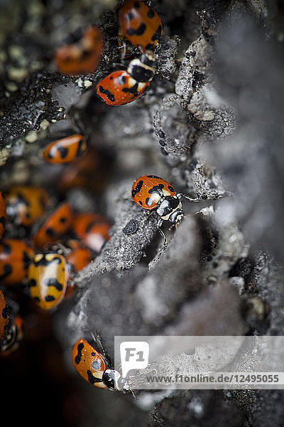 Numerous Ladybugs (Coccinellidae) colonize an area high on the side of a mountain in southwest British Columbia.