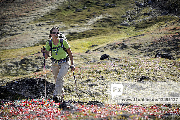 Eine Wanderin wandert im August 2011 im Snowhawk Valley unterhalb der Flanken des Tikishla Peak (5230 m) in den Chugach Mountains nördlich von Anchorage  Alaska. Obwohl sich im Snowhawk Valley 5 von 12 Gipfeln über 5000 Fuß in der Chugach Front Range befinden  ist es aufgrund des schwierigen Zugangs nur wenig besucht. In der Sprache der Dena'iai bedeutet Tikishla Schwarzbär.