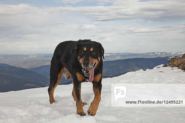 A tired dog walks across a snow field during a long hike.