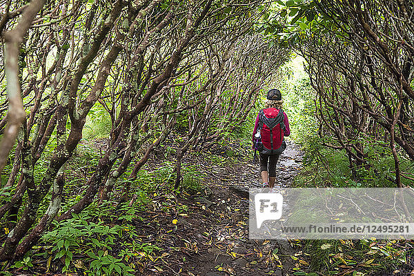 A Young Girl Hiking Along Trail Covered By Rhododendron On Grassy Ridge Extension Of The Appalachian Trail