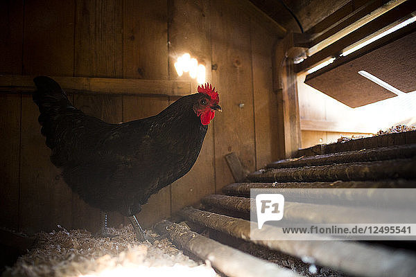 Ein Hühnerstall in einem Hinterhof in Austin  Texas. Hinterhofhühnerställe erfreuen sich landesweit zunehmender Beliebtheit  da die Menschen ihre Lebensmittel lokal beziehen wollen.