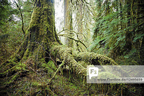 Ein üppiger und moosbewachsener Teil des gemäßigten Regenwaldes in der Nähe von Vancouver  B.C.