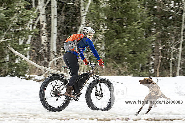 Eine Frau und ihr Hund fahren mit einem Fette-Reifen-Fahrrad im La Plata Canyon  Mayday  Colorado.