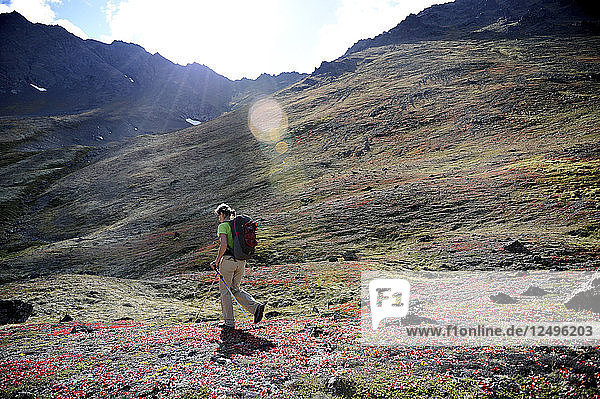 Female hiker hikes up the Snowhawk Valley below the flanks of Tikishla Peak (5230-feet) in the Chugach Mountains north of Anchorage  Alaska August 2011. Even though the Snowhawk Valley is home to 5 of 12 peaks over 5000-feet in the Chugach Front Range it see very little traffic due to difficult access. In the Dena'iai language  Tikishla means black bear.