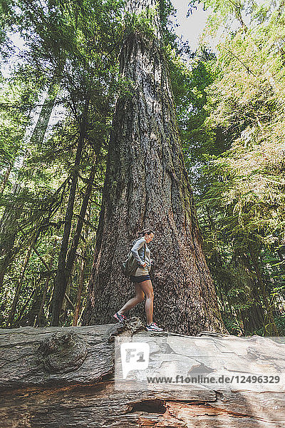A young woman hikes below an ancient Douglas Fir tree in Cathedral Grove  Cathedral Grove  British Columbia.