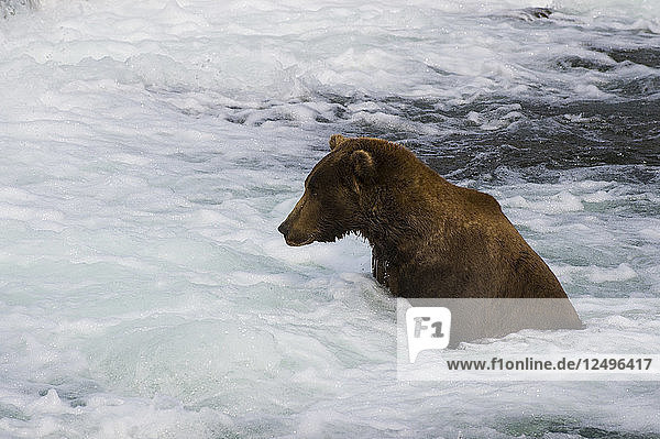 Ein Grizzlybär aus Alaska sucht aufmerksam nach einem laichenden Lachs im sprudelnden Wasser des Brooks River.