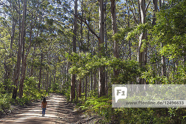 Junge Frau beim Wandern auf einer unbefestigten Straße durch den Karri Forest in Westaustralien