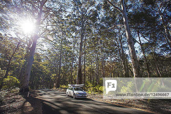 Ein Auto mit Kajak fahren auf Caves Road durch die Boranup Forest  Western Australia