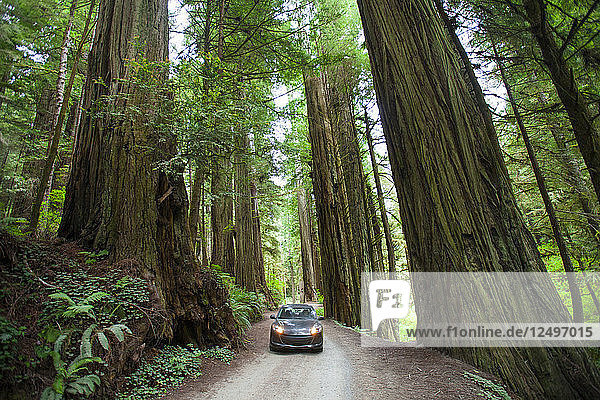 Ein Auto fährt auf der Howland Hill Road in Richtung Stout Grove im Jedediah Smith Redwoods State Park  Kalifornien.
