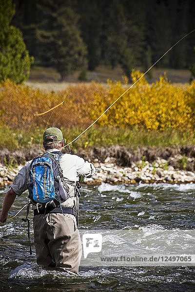 An angler casts on the lower Madison River  MT  against fall leaves.