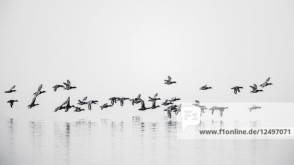 Eine Gruppe von Stockenten fliegt an einem bewölkten Tag über den Genfer See  wobei der See und der Himmel im Winter in Rolle  Schweiz  miteinander verschmelzen
