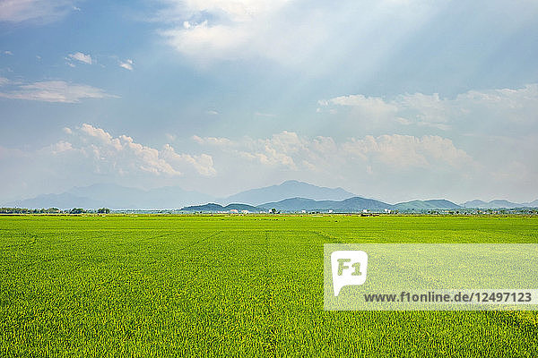 Reisfelder in der Nähe des Dorfes Th-ªßy Thanh  Bezirk H???°ng Th-ªßy  Provinz Th-ª'a Thi?™n-Hu-?ø  Vietnam