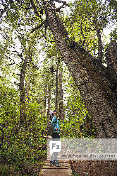 Eine junge Frau betrachtet einen großen Zedernbaum beim Wandern auf dem Half Moon Bay Trail im Pacific Rim National Park