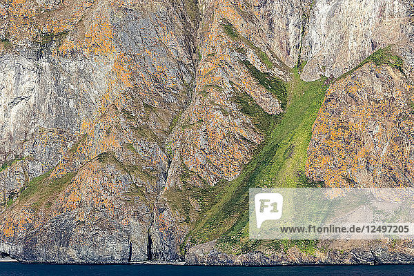 Grüne Vegetation  die wie ein Baum aussieht  auf einer felsigen Klippe mit orangefarbenen Akzenten in Spitzbergen  Svalbard