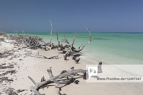 Unberührter Strand mit mangrovengebleichten Wäldern und türkisblauem Wasser in Playa Jutias  nahe Vinales. Kuba