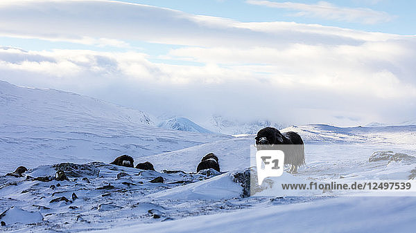 Zwei Moschusochsen in einer verschneiten Landschaft im Dovrefjell-Nationalpark