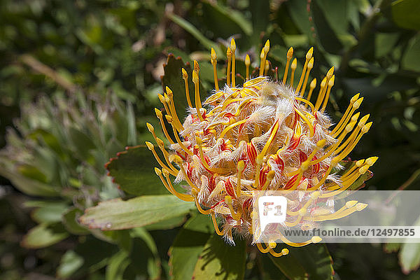 Nahaufnahme einer Waratah-Blume in Westaustralien