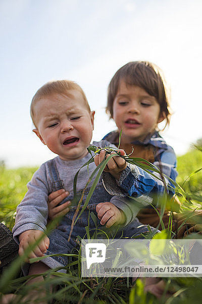 An older brother tries to feed his younger brother green grass from a farm field.