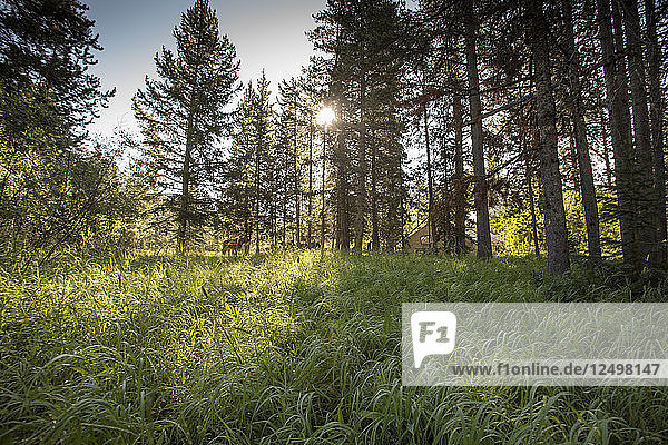 Trees And Tall Grass At A Backcountry Camp During Sunrise In Montana