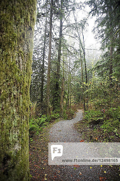 View Of Trail Through A Lush Forest In Vancouver  Canada