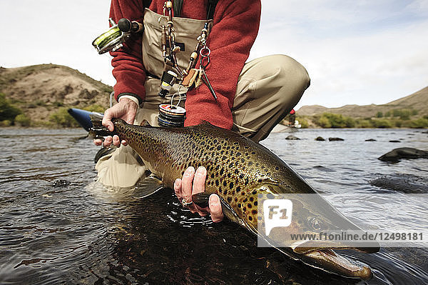 Angler releasing a large brown trout back into the Rio Limay in Patagonia near Bariloche  Argentina.