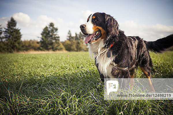 Outdoor-Porträt eines Berner Sennenhundes  der in einem grasbewachsenen Feld steht.