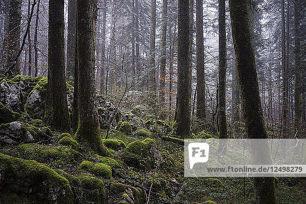 Wald mit moosbedecktem Boden im regionalen Naturpark Chartreuse in Frankreich