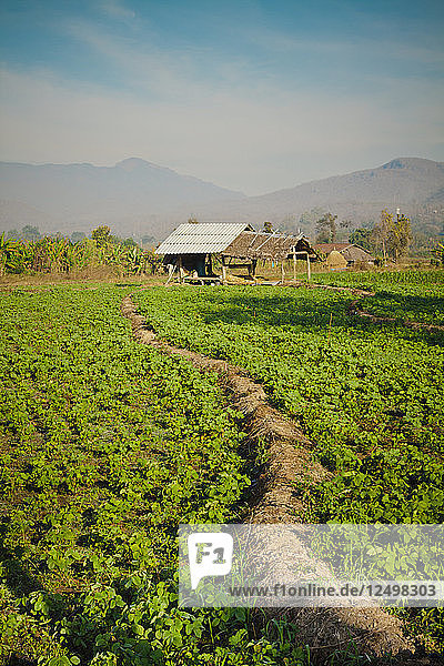 Eine kleine Farm auf dem Lande in Pai  Thailand
