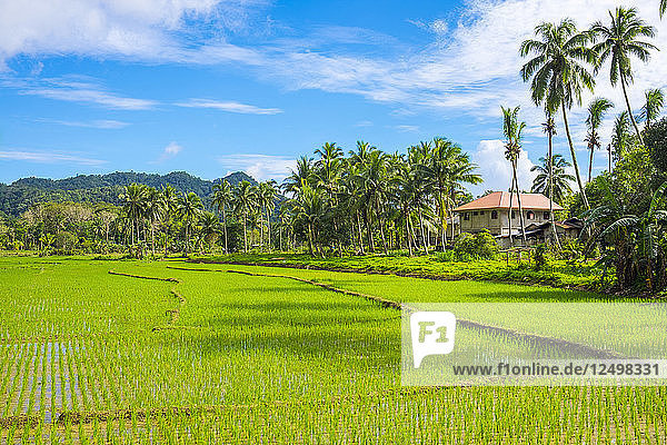 Üppig grüne Reisfelder  Bilar  Bohol  Central Visayas  Philippinen