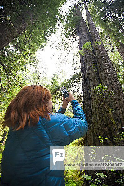 Ein Tourist fotografiert einen riesigen Redwood-Baum in der Nähe von Stout Grove im Jedediah Smith Redwoods State Park.
