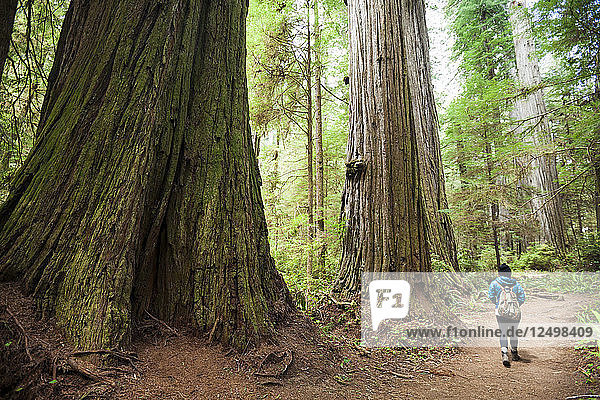 Ein Wanderer geht an riesigen Redwood-Bäumen vorbei  während er Stout Grove  Jedediah Smith Redwoods State Park  besucht.