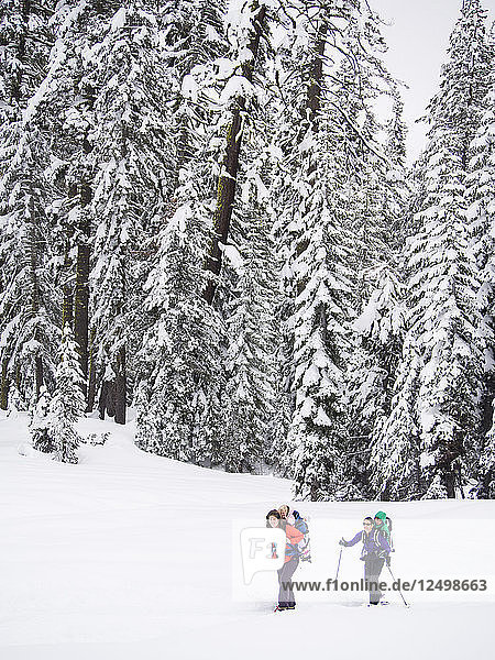 Skifahrer  die auf dem Weg zur Peter-Grubb-Hütte durch einen Kiefernwald fahren  mit Kindern auf dem Rücken  Sierra Nevada