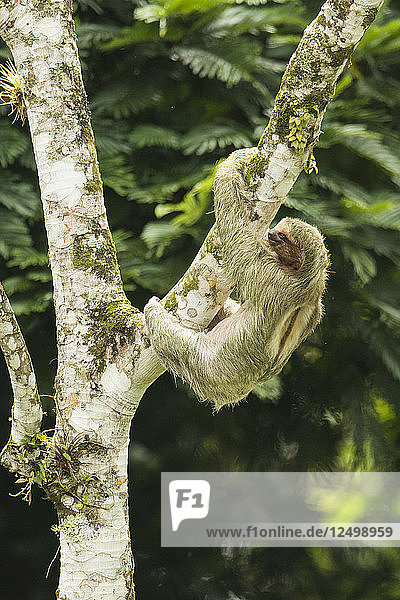 Zehenfaultier klettert auf Cecropia-Baum  Costa Rica