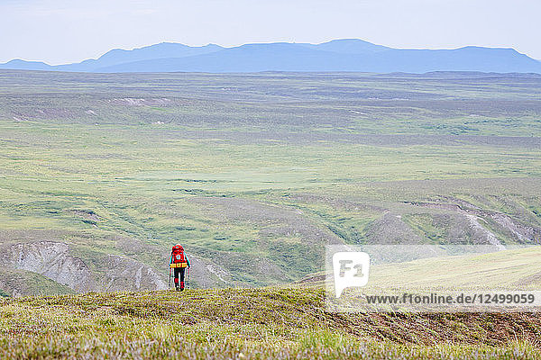 Eine Frau wandert in den Delta Mountains  Alaska Range  Alaska  Usa