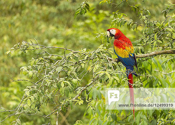 Scharlachara-Papageien (Ara macao)  Costa Rica