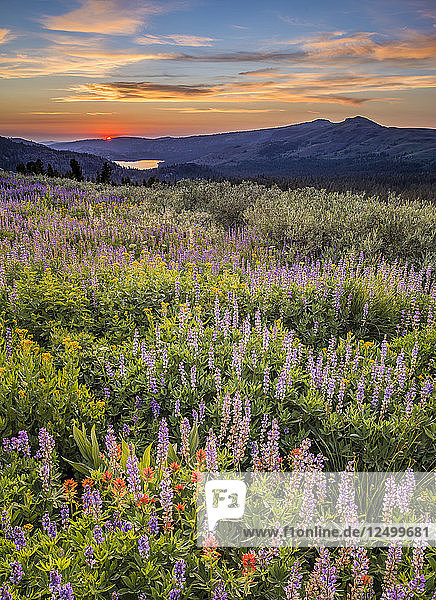 Wildblumenfeld bei Sonnenuntergang am Carson Pass  High Sierra California