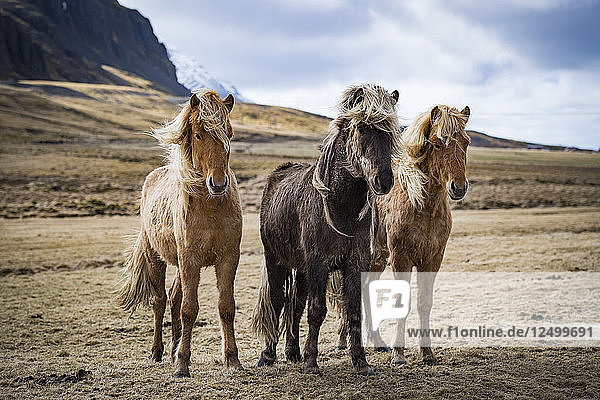 Drei Islandpferde in Island stehend