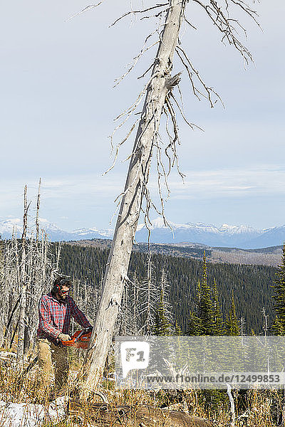 Mann schneidet einen toten Baum mit Kettensäge beim Camping in Montana  USA