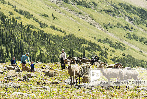Women And Children Observe The Big Horn Sheep At Highline Trail In Glacier National Park  Montana  Usa