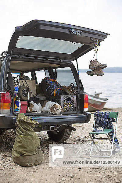 Hund entspannt sich auf dem Kofferraum eines Autos auf einem Road Trip in den Adirondacks