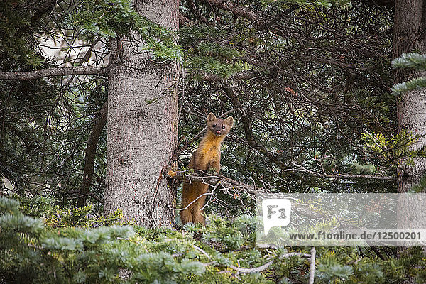 Curious Pine Marten On The Branch Of A Tree In Chicago Basin