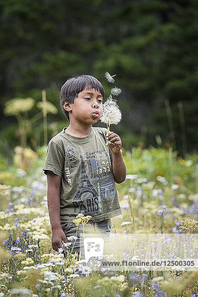Junge asiatische Junge spielt in einem Feld von Wildblumen