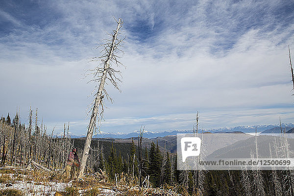 Mann Schneiden unten ein Baumstamm eines toten Baumes für Camping in Montana  USA