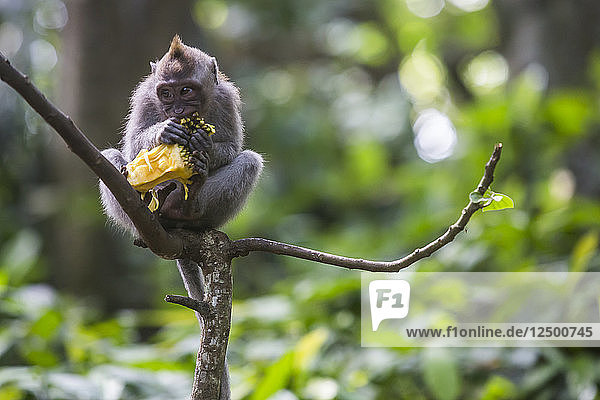 Ein junges Makakenäffchen frisst Jackfrucht und sitzt auf einem Ast im Sacred Monkey Forest in Ubud  Bali  Indonesien.