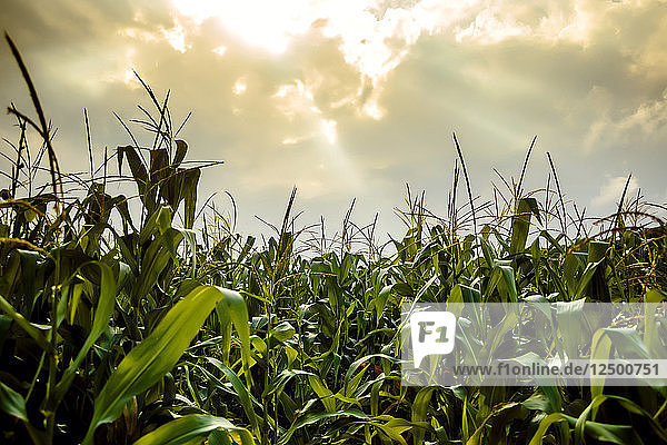 Szenerie eines Maisfeldes