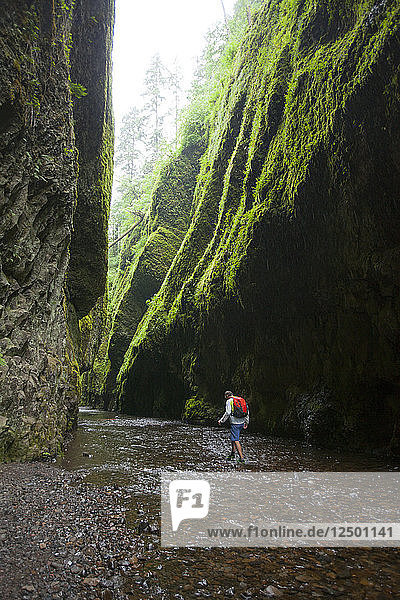 Eiskaltes  knöcheltiefes Wasser und ein Baumstamm können diesen Mann nicht davon abhalten  die Oneonta-Schlucht in Oregon zu erkunden  ein smaragdgrünes Kleinod außerhalb von Portland.