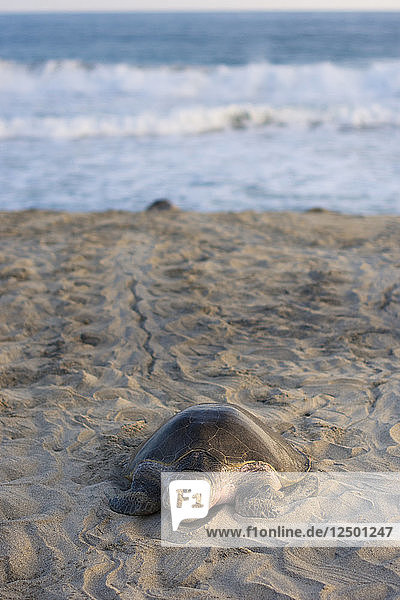 Die Olive Ridley Meeresschildkröte kommt vom Meer an den Strand  um ihre Eier in Oaxaca  Mexiko  abzulegen.
