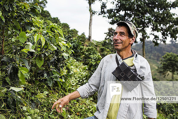 A portrait of a man working on a coffee farm while he harvests fresh beans in rural Colombia.